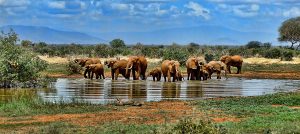 elephant-1065632_1280-300x134