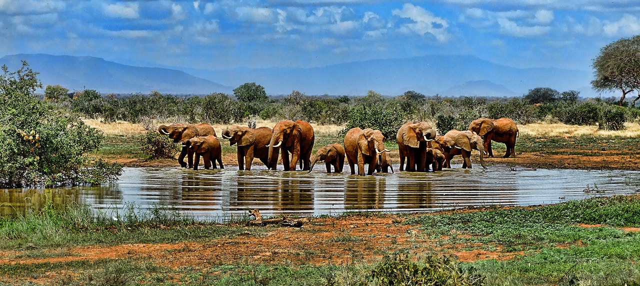 elephant-1065632_1280